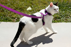 Reliable Pet Leashes For Safe Walks