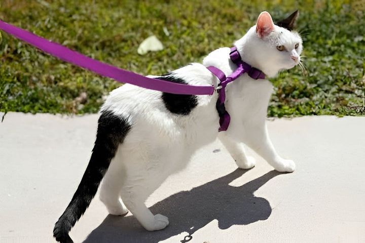 Reliable Pet Leashes For Safe Walks