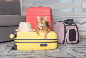 Safe Pet Carriers For Travel Adventures